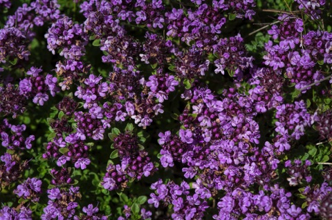 Wild Thyme • Thymus praecox Wild Thyme • Thymus praecox