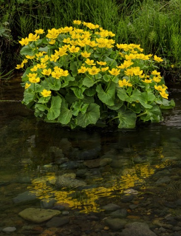 Marsh Marigold • Caltha palustris Marsh Marigold • Caltha palustris