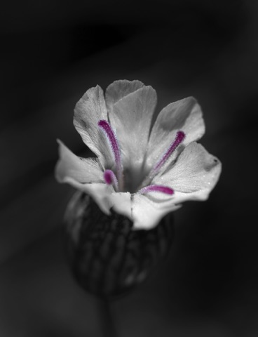 Sea Campion • Silene uniflora Sea Campion • Silene uniflora