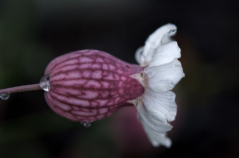 Sea Campion • Silene uniflora Sea Campion • Silene uniflora