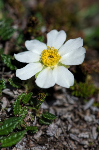 Mountain Avens • Dryas octopetala Mountain Avens • Dryas octopetala