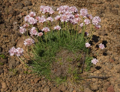 Thrift • Armeria maritima Thrift • Armeria maritima