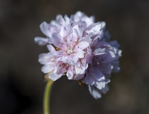 Thrift • Armeria maritima Thrift • Armeria maritima