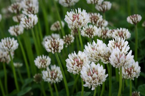 White Clover • Trifolium repens