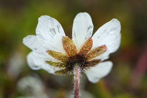Mountain Avens • Dryas octopetala Mountain Avens • Dryas octopetala