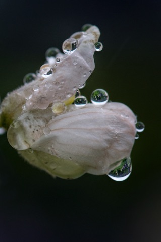 Nootka Lupine • Lupinus nootkatensis Nootka Lupine • Lupinus nootkatensis