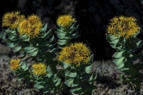 Roseroot • Rhodolia rosea Roseroot • Rhodolia rosea