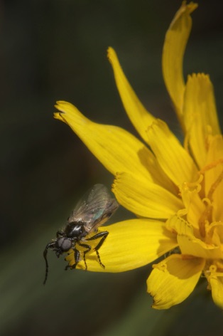 Fly on Agoseris