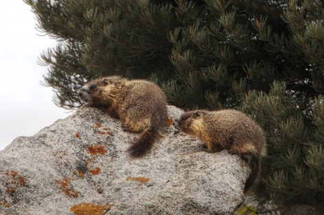 Marmots