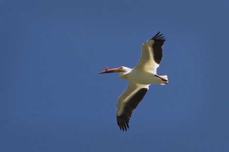 Pelican