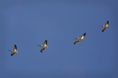 Pelicans