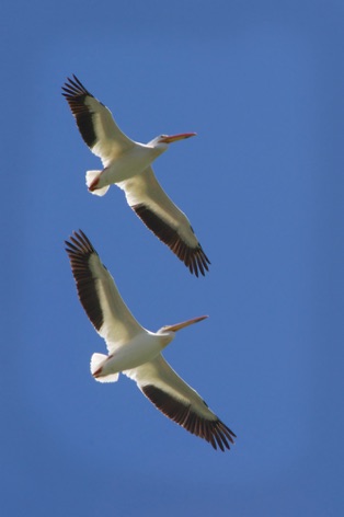 Pelicans