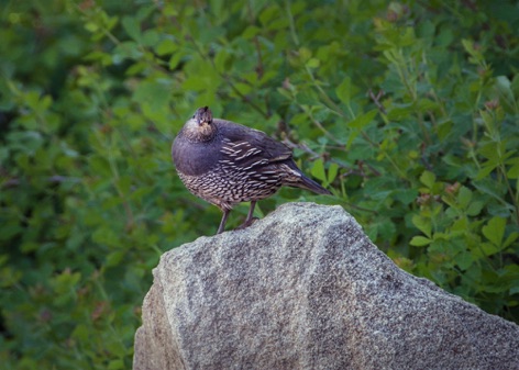 Gambel Quail