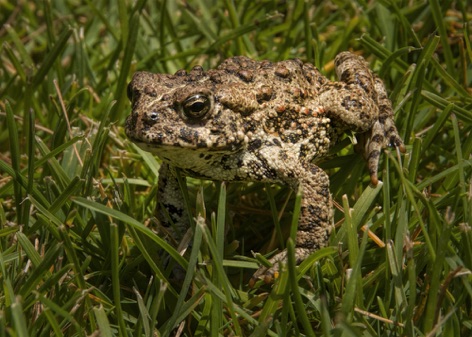 Woodhouse Toadg