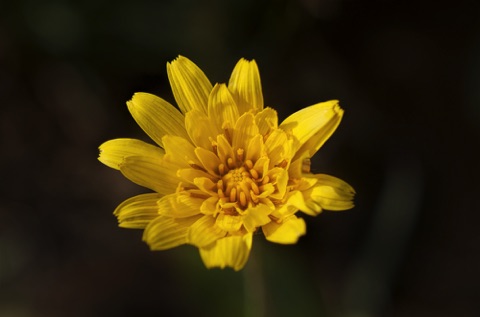 Mountain Dandelion • Agoseris glauca
Composite Family