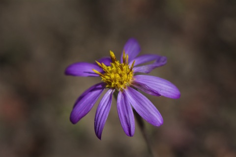 Fleabane • Erigeron sp.