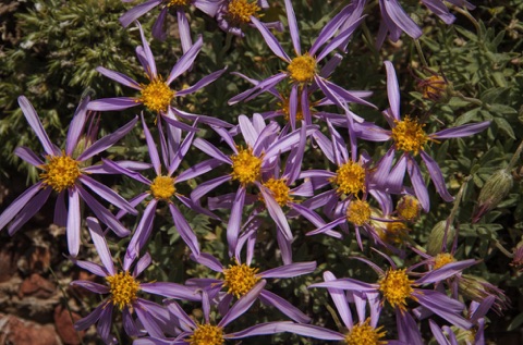 Fleabane * Erigeron sp.