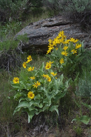 Arrow-leaved Balsamroot • Balsamorhiza sagittata Arrow-leaved Balsamroot • Balsamorhiza sagittata