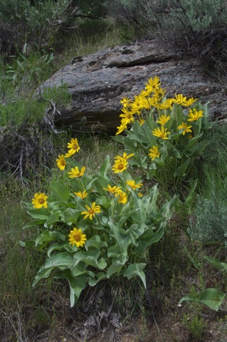 Arrow-leaved Balsamroot • Balsamorhiza sagittata