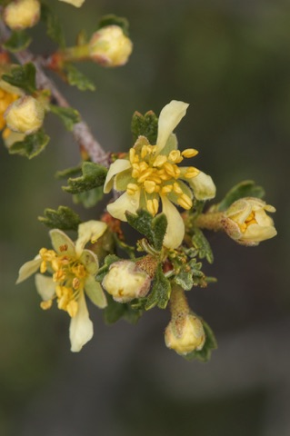 Antelope Bitterbrush • Purshia tridentata