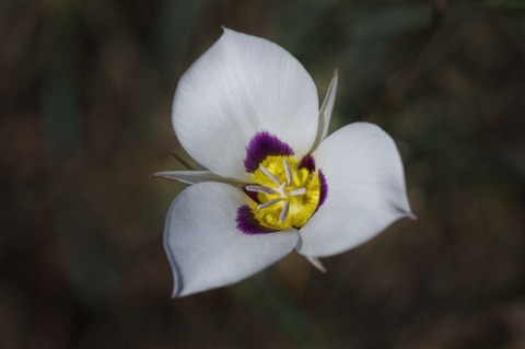 Bruneau Mariposa Lily • Calochortus bruneaunis
Lily Family Bruneau Mariposa Lily • Calochortus bruneaunis
Lily Family