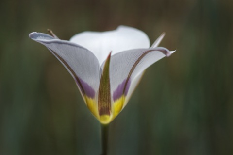 Bruneau Mariposa Lily • Calochortus bruneaunis Bruneau Mariposa Lily • Calochortus bruneaunis