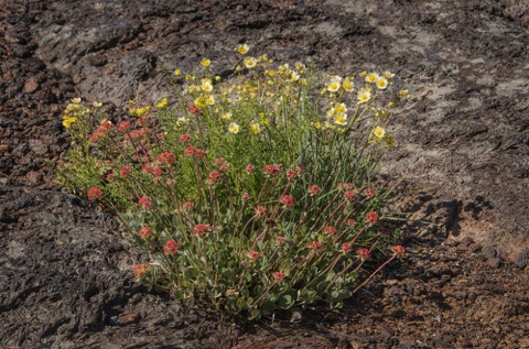 Buckwheat and Cinquefoil Buckwheat and Cinquefoil
