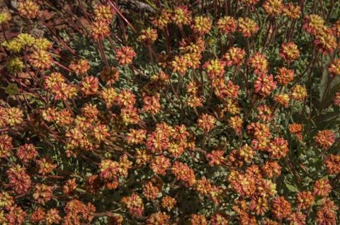 Buckwheat Buckwheat