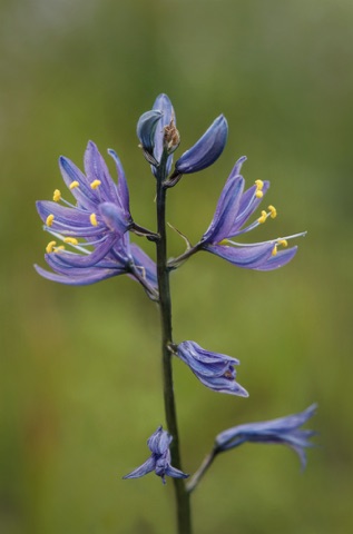 Camas Lily • Camassia quamash