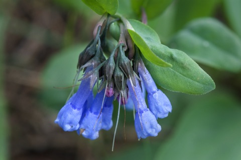 Northern Bluebell • Mertensia paniculata