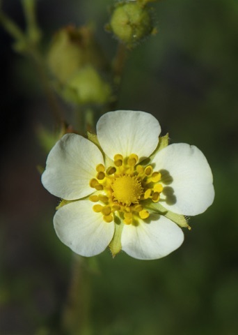 Cinquefoil • Potentilla sp. Cinquefoil • Potentilla sp.