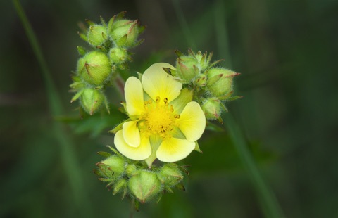 Sticky Cinquefoil • Potentilla glandulosa