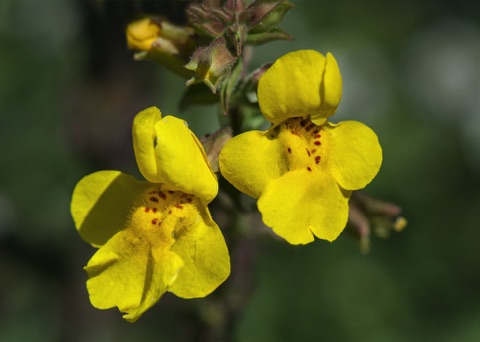 Common Monkeyflower • Mimulus guttatus