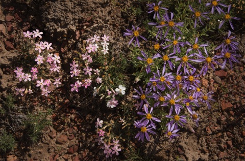 Desert Flowers