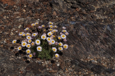 Fernleaf Fleabane • Erigeron compositus Fernleaf Fleabane • Erigeron compositus