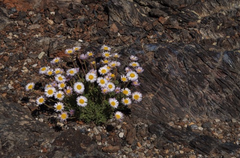 Fernleaf Fleabane • Erigeron compositus