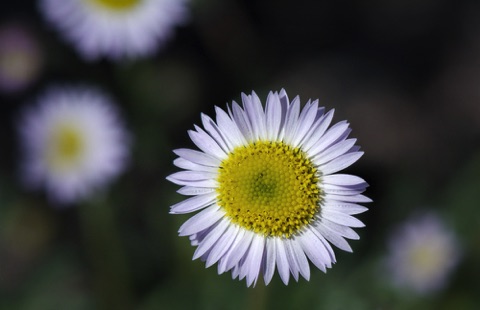 Fernleaf Fleabane • Erigeron compositus Fernleaf Fleabane • Erigeron compositus