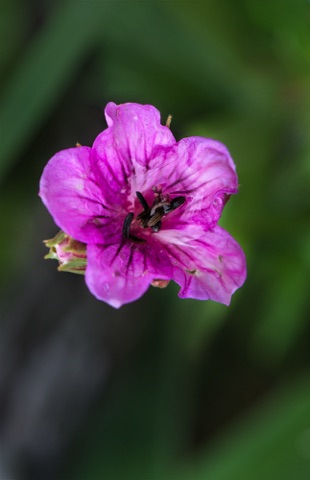 Sticky Geranium • Geranium viscosissimum