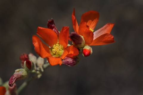 Gooseberryleaf Globe Mallow •
Sphaeralcea grossulariifolia
Mallow Family Gooseberryleaf Globe Mallow •
Sphaeralcea grossulariifolia
Mallow Family