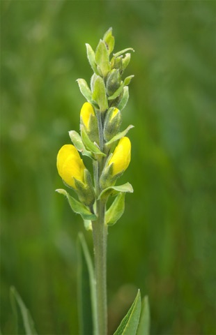 Golden Pea • Thermopsis rhombifolia Golden Pea • Thermopsis rhombifolia