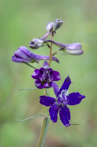 Larkspur • Delphinium sp.