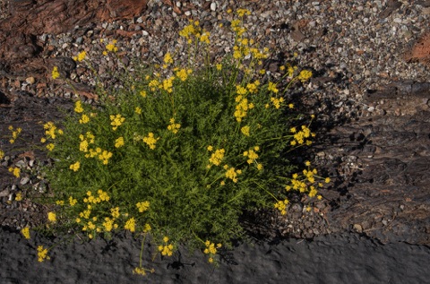 Desert Parsley • Cymopterus teribinthinis
Carrot Family