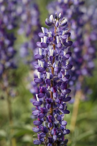 Silky Lupine • Lupinus argenteus