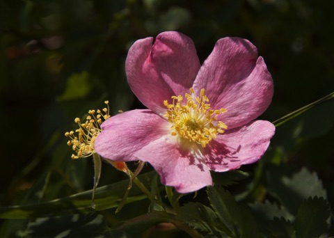 Nootka Rose • Rosa nutkana Nootka Rose • Rosa nutkana
