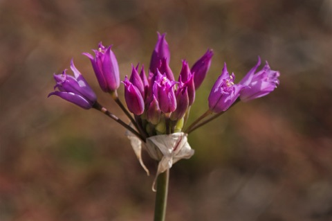 Onion • Allium sp.