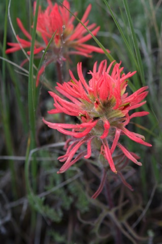 Paintbrush • Castilleja sp.
Broomrape Family