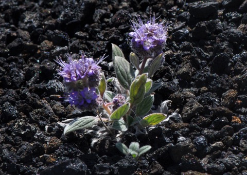 Silverleaf Phacelia • Phascelia heterophylla 
Waterleaf Family