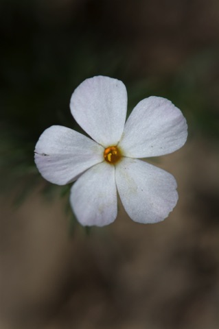 Phlox • Phlox sp