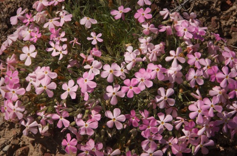 Phlox • Phlox sp.
Phlox Family