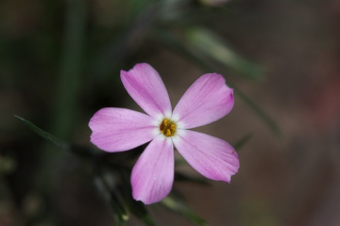 Phlox • Phlox sp